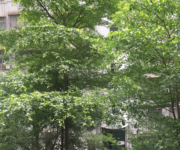 人树“合唱” 余韵袅袅