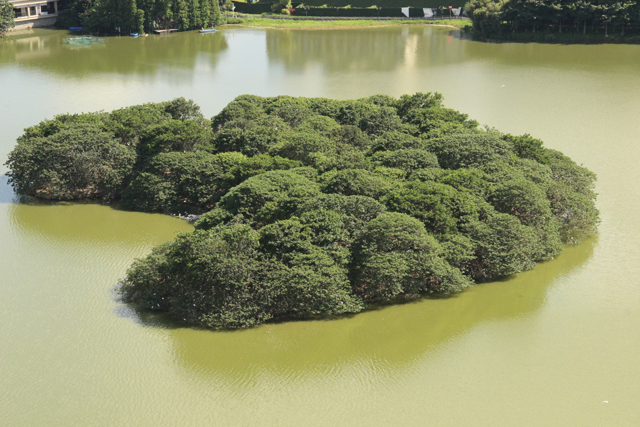 佛山市自然资源局上线解读绿美江心岛规划