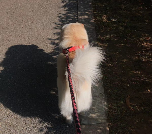 广东省第五届宠物文化节在乐平镇开幕 广东省第五届宠物文化节在乐平镇开幕