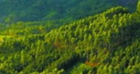 佛山万顷园艺世界:花卉绿植的盛宴与商务交流的舞台 佛山万顷园艺世界:花卉绿植的盛宴与商务交流的舞台
