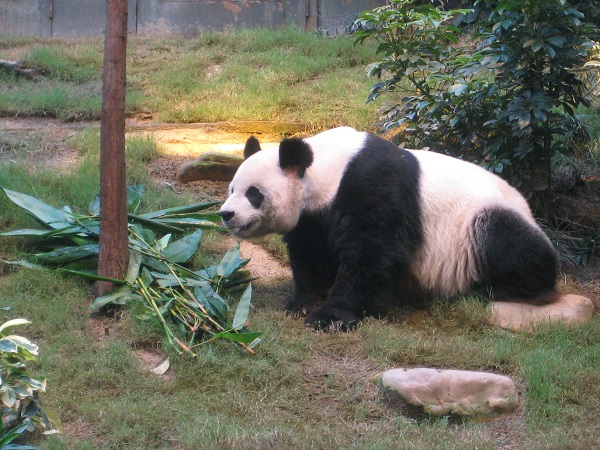 香港海洋公园最新研究 揭示在人类照顾下全球最长寿雄性大熊猫与栖息地的联系 香港海洋公园最新研究 揭示在人类照顾下全球最长寿雄性大熊猫与栖息地的联系