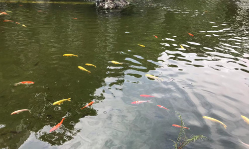 兴华公园:顺德的城市绿洲 兴华公园:顺德的城市绿洲