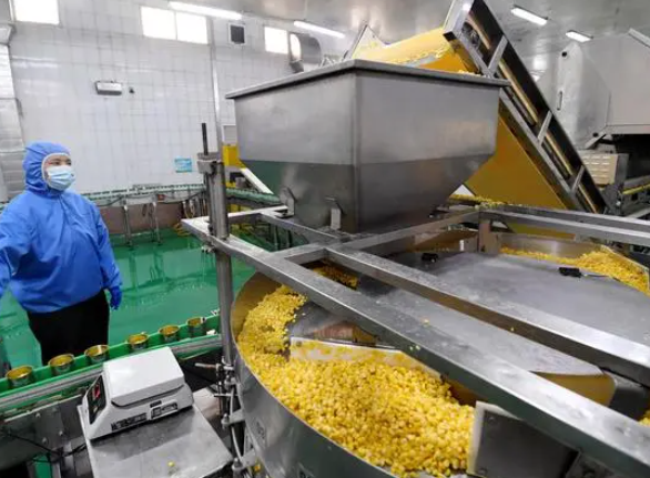 河北晋州：发展农产品深加工为县域经济注入强劲动力